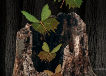 paranormalmusings_easternviewsondeathandreincarnation