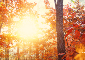 Paranormal Musings_What are Spirit Guides