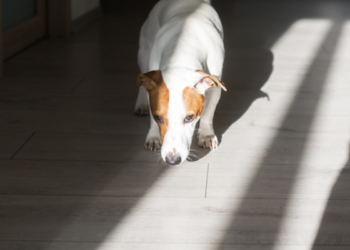 paranormal musings_ghost smell as a sign that your house is haunted