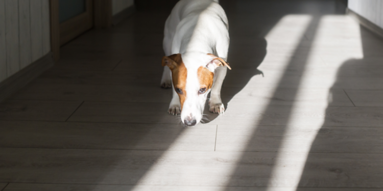 paranormal musings_ghost smell as a sign that your house is haunted