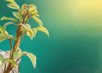 paranormalmusings_rebirth