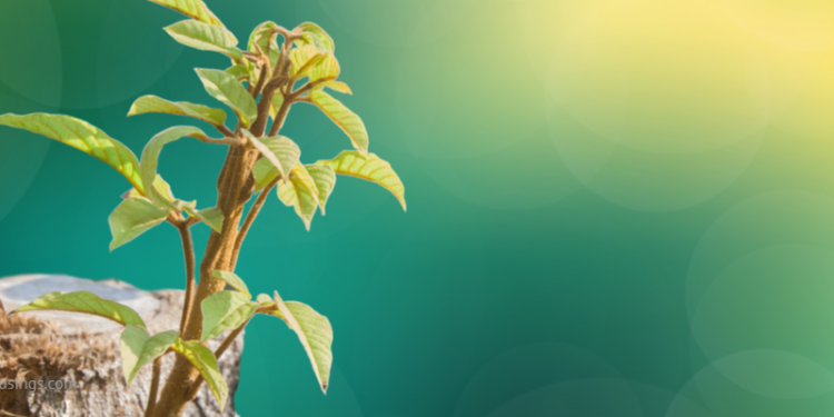 paranormalmusings_rebirth