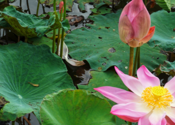 paranormalmusings_theroy of reincarnation