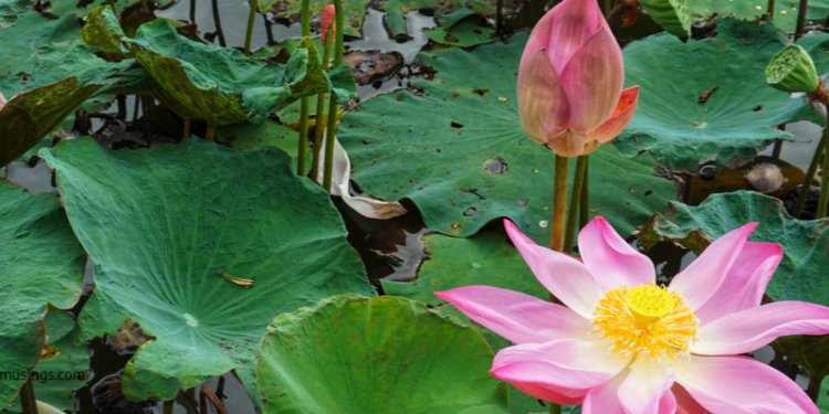 paranormalmusings_theroy of reincarnation